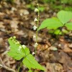 Mitella diphylla Flor