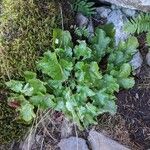 Heuchera rubescens Leaf