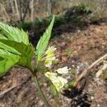 Cardamine enneaphyllos Blodyn