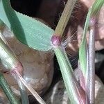 Eragrostis minor Leaf