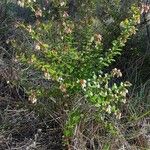 Vaccinium myrsinites Other