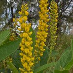 Crotalaria mitchellii Цветок