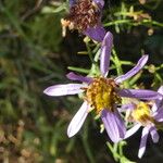 Galatella sedifolia Flower