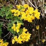 Cytisus ardoinoi Habit