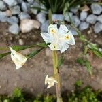 Dietes bicolor Blomma