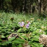 Prunella grandiflora Агульны выгляд