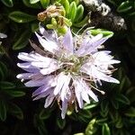 Globularia repens Flor