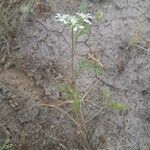 Anisosciadium orientale Libunga