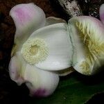 Lecythis ampla Λουλούδι