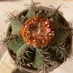 Melocactus matanzanus 葉