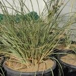 Cyperus conglomeratus عادت داشتن