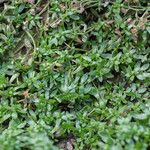 Callitriche cophocarpa Yaprak