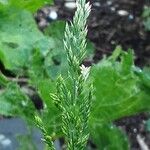 Poa trivialis Flor