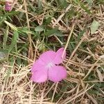 Cycnium tubulosum Flower