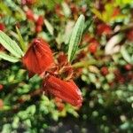 Hibiscus sabdariffa Vrucht