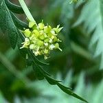 Molopospermum peleponnesiacum Flower