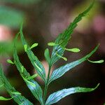 Asplenium daucifolium List