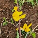 Sesbania sesban Flower