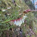 Dracophyllum secundum Çiçek