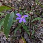 Scaevola ramosissima (Sm.) K.KrauseFlower