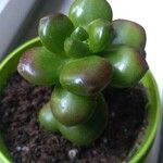 Sedum hernandezii Foglia