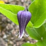 Clematis fremontii 花