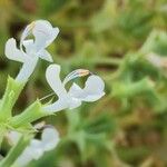 Salvia spinosa Цветок