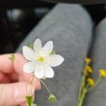 Anemonella thalictroides Kwiat
