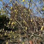 Corylopsis spicata ശീലം