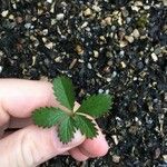 Potentilla anglica Leaf