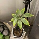 Schefflera abyssinica Leaf