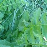 Cirsium erisithales Leaf