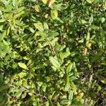 Shepherdia canadensis List