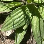 Plantago media Blatt