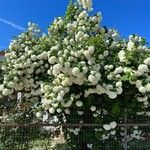 Viburnum macrocephalum Virág