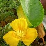 Hydrocleys martii Flower