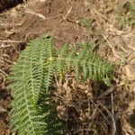 Pteridium capense 葉