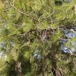 Pinus canariensis List