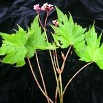 Begonia sikkimensis Хабит