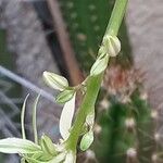 Chlorophytum comosum Flower