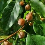 Diospyros lotus Fruit