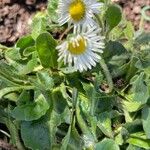 Bellis annuaFlower