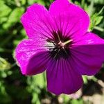 Geranium psilostemon Kvet