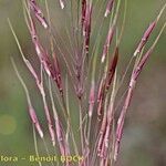 Chrysopogon gryllus Blüte