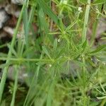 Galium tricornutum Blatt