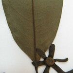 Guatteria foliosa Otro
