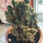 Cereus repandusLeaf