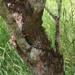 Cercis griffithii Bark