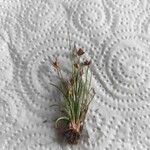 Juncus capitatus Hoja