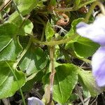 Viola rupestris Leaf